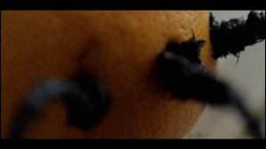 апельсин ожил.movie
