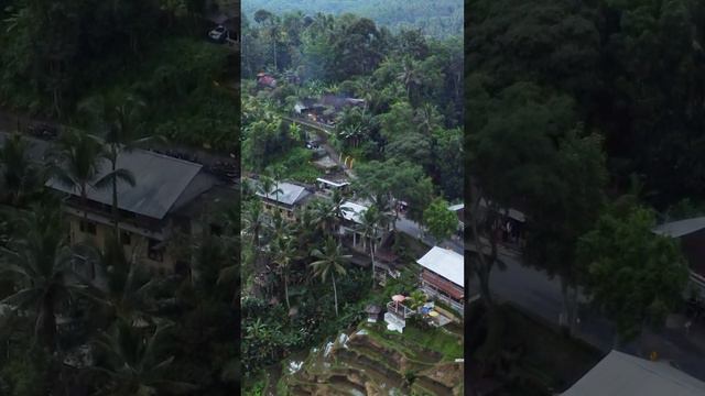 Рисовые террасы Тегаллаланг на острове Бали. Tegallalang Rice terraces in Bali  #убуд #bali #ubud