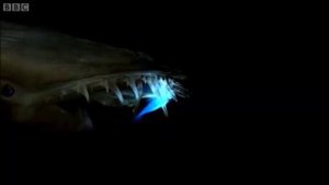 Глубоководный хищник использует светящуюся приманку.