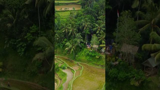 Рисовые террасы Тегаллаланг на острове Бали. Tegallalang Rice terraces in Bali  #убуд #bali #ubud