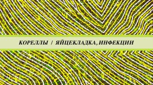 Корелла не может снести яйцо, что делать. Как связана яйцекладка с инфекциями. Микоплазмоз, микоз.