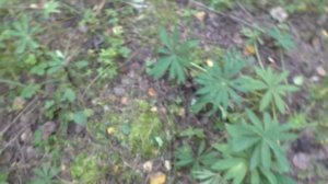 ЗАШЛИ В ЛЕС А ТАМ ПУЗАТЫЕ БЕЛЫЕ ГРИБЫ! Белые грибы в лесу! ЛЕС И ГРИБЫ!