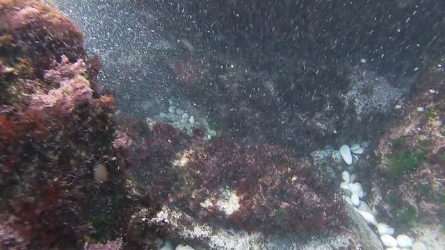 Подводный мир у берегов Крыма поселка Симеиз сентябрь 2024