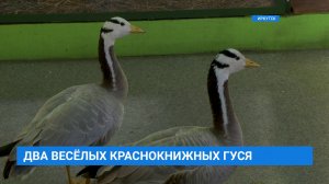 Два весёлых краснокнижных гуся!