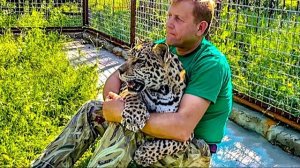 Как Олег Зубков превращает ГРОЗНОГО ЯГУАРА в милейшего КАБАЧКА!