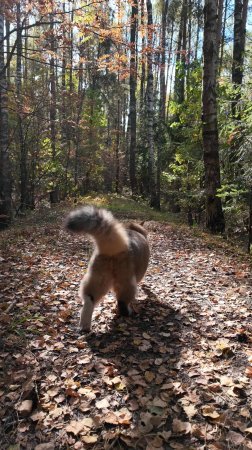 Одним осенним днем.🍂🐯