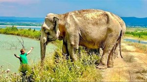 Олег Зубков привел купаться своих слоних Джени и Магду, но теперь их надо еще и УГОВОРИТЬ!