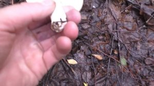 ЗА ЧЕРНИКОЙ И ГРИБАМИ В ЛЕС! Черничный коктейль! Вкусно и полезно!