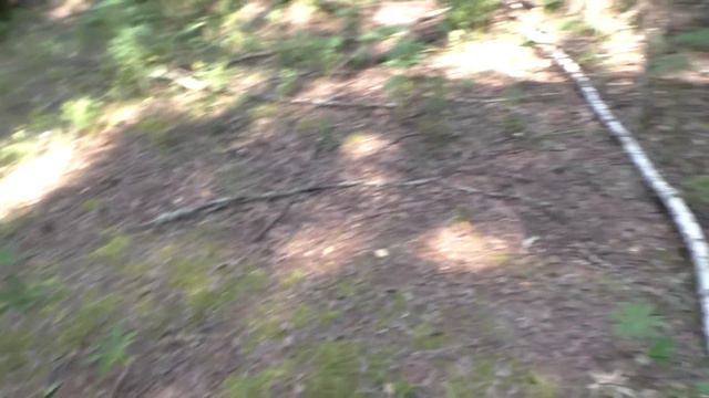 Пошёл в лес по грибы, А ТАМ ОПАСНО ДЛЯ ЖИЗНИ!!! Опасно для жизни ходить в лес за грибами!