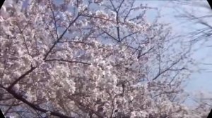 Александр Кошевец - Вишня (демо 2014)