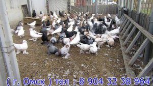 Голуби Омска ( 1 ) - 25 сентября 2024 года