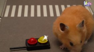 Побег хомячка от Скибиди - Испытания для Хомы!