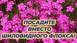 Посадите этот неприхотливый цветок вместо шиловидного флокса - цветет все лето до осени в саду