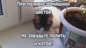 Не забывайте поливать своих котов