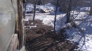 коты