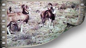 Устюртский муфлон