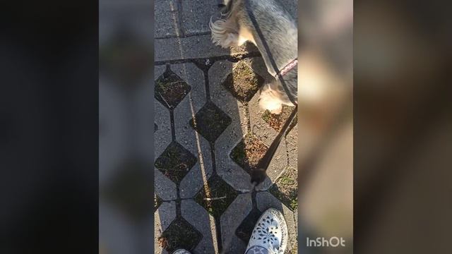 Сегодня 25 сентября, потеплело, по сравнению со вчерашним днём, И цветущий шиповник!