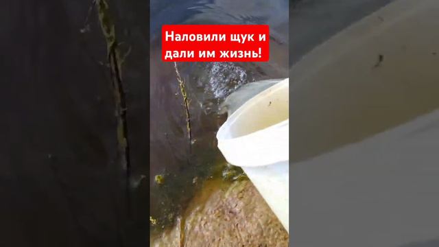Наловили щук и дали им жизнь! #рыбалка