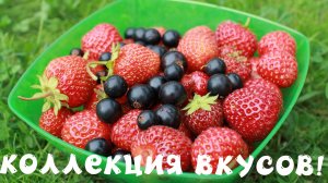 КОЛЛЕКЦИЯ ВКУСОВ! ЭКО-САД! ШИКАРНОЕ КАЧЕСТВО САЖЕНЦЕВ!