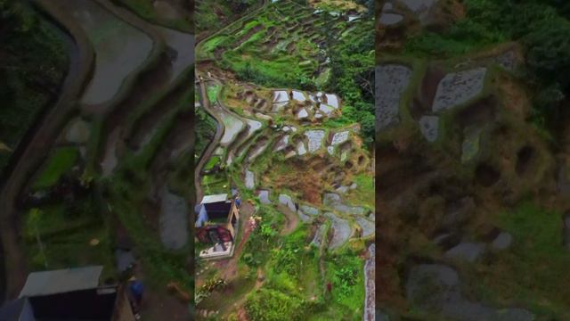 Рисовые террасы Тегаллаланг на острове Бали. Tegallalang Rice terraces in Bali  #убуд #bali #ubud