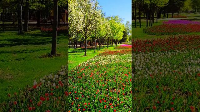 Белгород, сквер Южный. Belgorod, Yuzhny Square. #белгород  #цветы #belgorod  #flowers