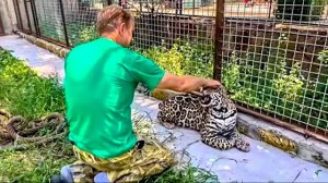 Олег Зубков снова в вольере с ягуаром Кабачком, сегодня у ягуара не очень хорошее настроение)))