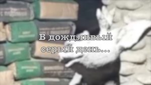 Осенью...