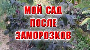 Сад после ночного заморозка