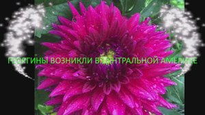 Георгины-интересные факты