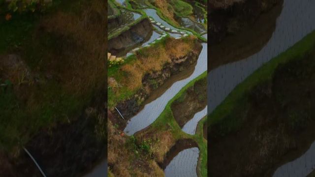 Рисовые террасы Тегаллаланг на острове Бали. Tegallalang Rice terraces in Bali  #убуд #bali #ubud