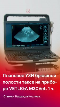 Плановое УЗИ брюшной полости таксе на приборе VETLIGA M30Vet. 1 часть