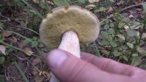 Пошёл в лес и НАШЁЛ КРАСИВЫЕ БЕЛЫЕ ГРИБЫ! Лес и грибы!