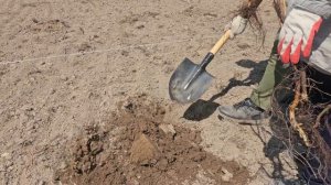 Посадка саженцев малины