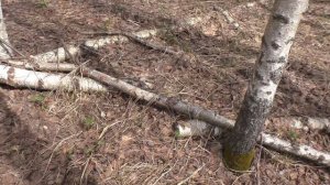 ПО ГРИБЫ В ЛЕС ЗА ВЕСЕННИМИ ГРИБАМИ! Набрали ПОЛНУЮ КОРЗИНУ ГРИБОВ!