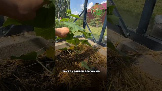 Формирование огурца в теплице #дача #дачастайл #дачадача #любимаядача #дача

 #любимыйсад #дачники
