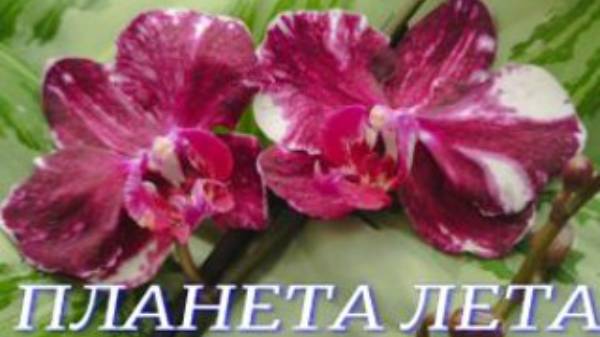№934/ НЕБОЛЬШАЯ поставка ОРХИДЕЙ в ПЛАНЕТА ЛЕТА