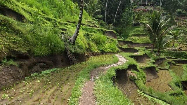Рисовые террасы Тегаллаланг, Убуд, Бали. Rice terraces Tegallalang, Ubud, Bali