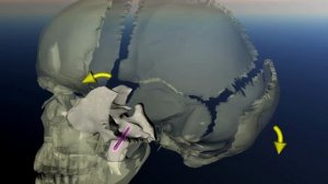 Клиновидная кость. Видео 1