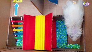 Милый хомячок и резиновый утенок - лучший лабиринт для хомячков