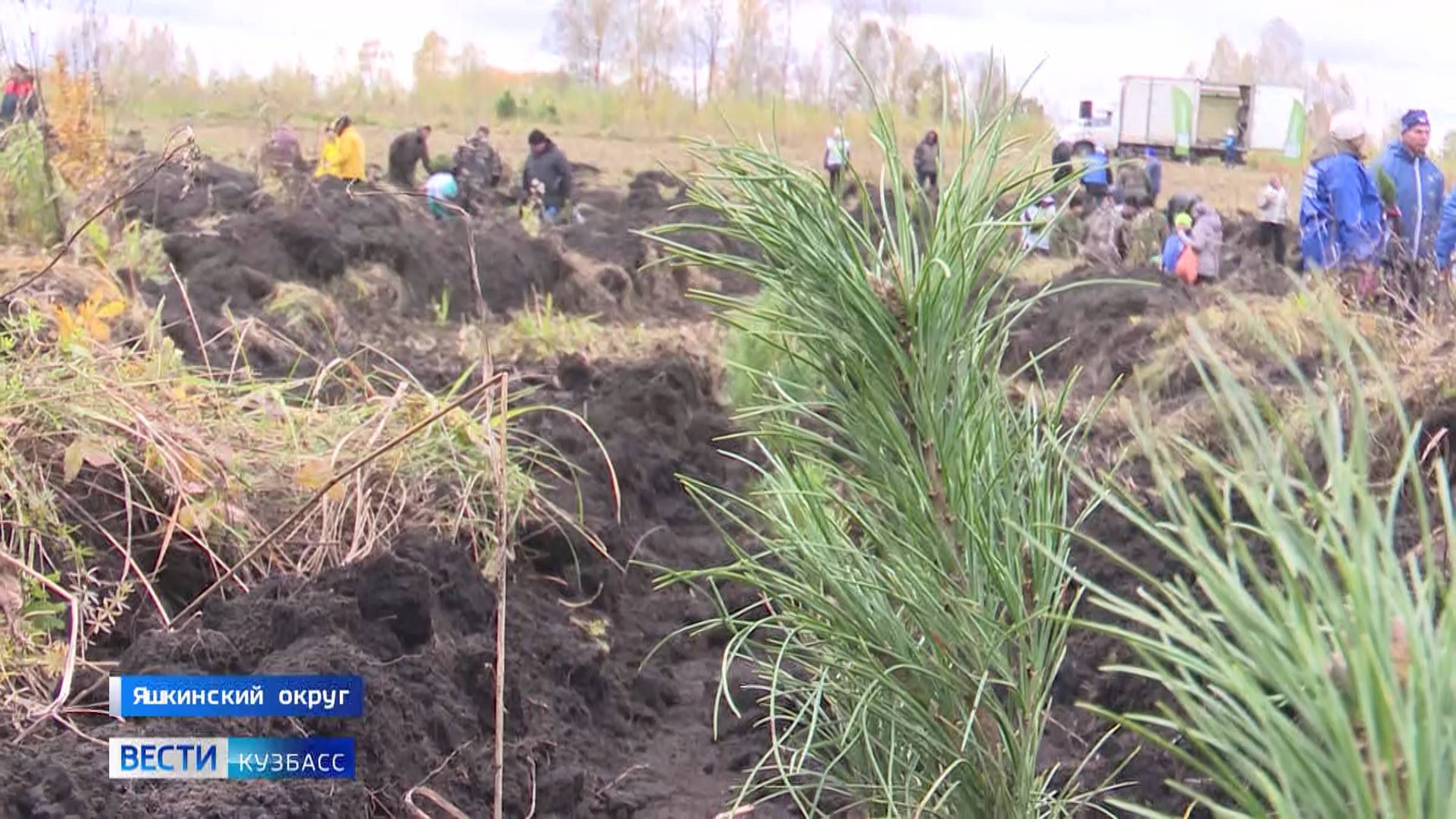 «Сохраним лес»: в Кузбассе высадили около 5 тысяч сеянцев кедра