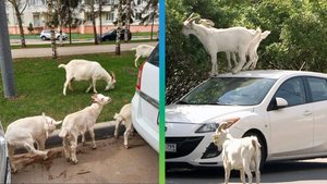 Хозяин «бутовских коз» не считает себя виновным. Нашумевшее дело рассматривали в московском суде