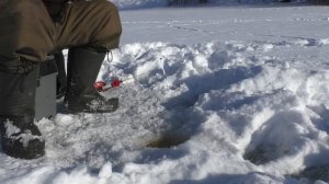 ПОДКОРМИЛ ЛЕТНЕЙ ПРИКОРМКОЙ И ДЕЛО ПОШЛО! А ещё добавил... РЫБАЛКА НА ОЗЕРЕ!