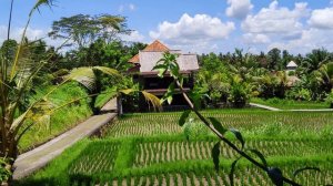 Бали, Убуд, рисовое поле. Bali, Ubud, rice field.