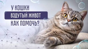 Почему у кошки вздутый живот? Опасные и неопасные причины