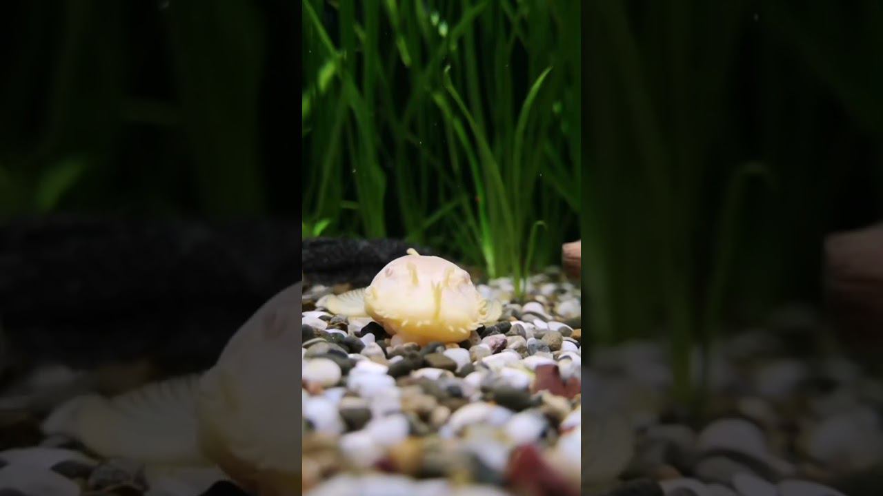 Красавец анциструс смотреть онлайн