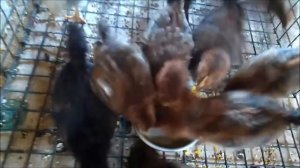 Цыплята кушают вареное яйцо