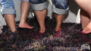 Как давят виноград на вино и портвейны