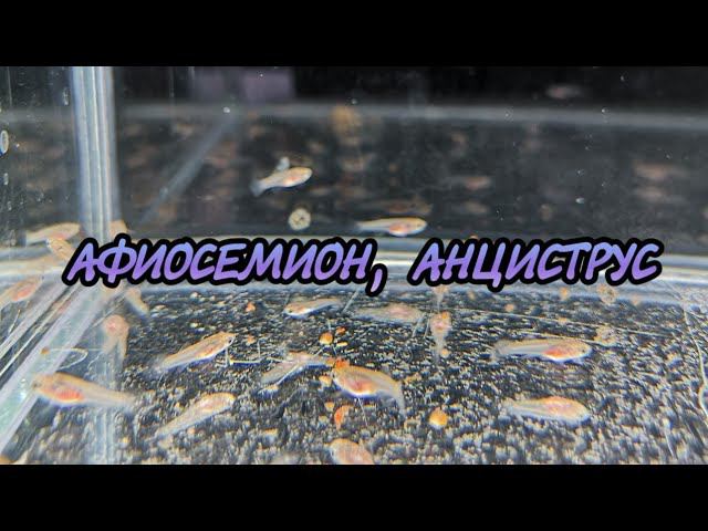 Пересадил малька Килли Фиш. Личинка Анциструса подрастает. смотреть онлайн