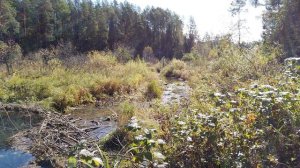 Бобровые запруды на Сказе.