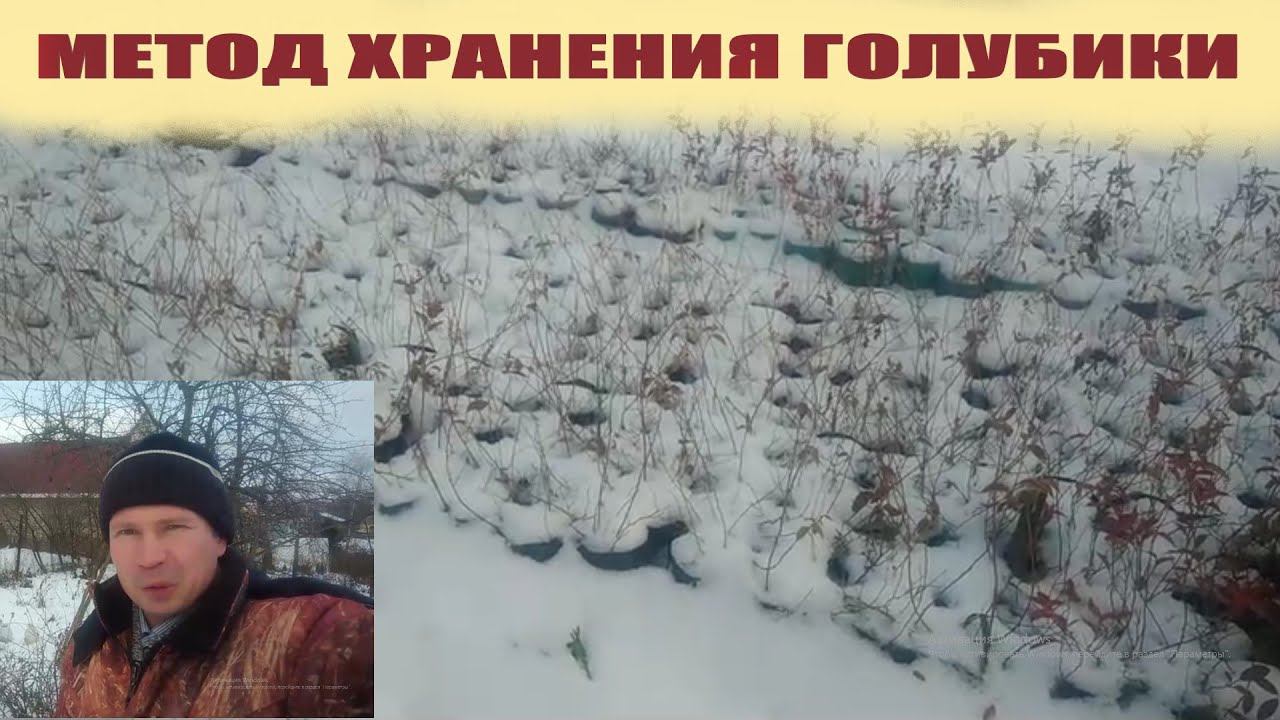 Как хранить саженцы голубики в горшках зимой